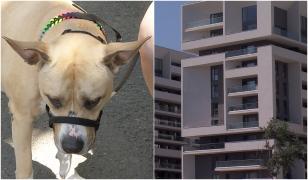 Chiriaşii cu animale de casă, lăsaţi pe dinafară în piaţa imobiliară. Doar 3% din anunţuri sunt pet-friendly