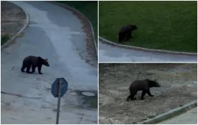 Au primit Ro-Alert pentru urs, dar s-au dus să îl vadă în oraș