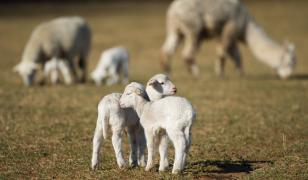 Final fericit pentru un miel rătăcit în Cluj. Cum a fost salvat animalul blocat într-o râpă