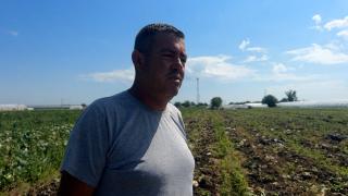 Leguma care a ajuns simbolul risipei în România. Fermierii o aruncă pe câmp, magazinele vând din import
