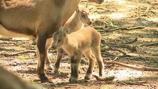 Premieră la Zoo Târgu Mureş. S-au născut primii iezi de ibex din ţară
