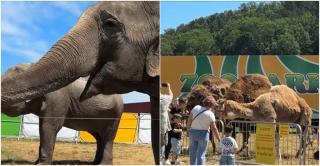 Primul parc zoo mobil din ţară a ajuns la Suceava. Cât costă biletul şi ce animale poţi hrăni