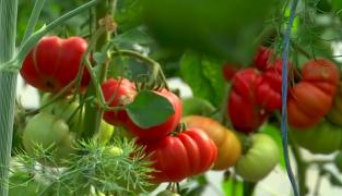 Un fermier din Gorj a dat lovitura cu roșia gigant. Costă între 15-18 lei și are gustul autentic de altădată
