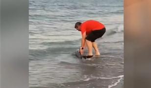 Moment emoţionant pe o plajă din Constanţa. Un bărbat a salvat un marsuin rămas captiv la mal