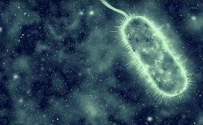 Ce este Vibrio Vul-ni-fi-cius, bacteria carnivoră care provoacă infecţii severe. Se răspândeşte cu rapiditate