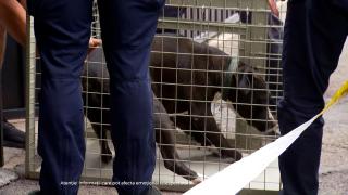 Copilul sfâşiat de un Amstaff rămâne la terapie intensivă. Proprietarul câinelui şi părinţii sunt anchetaţi