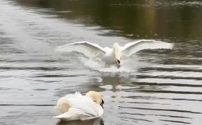 Revedere emoţionantă între două lebede, pe un lac din Londra. Momentul a devenit viral