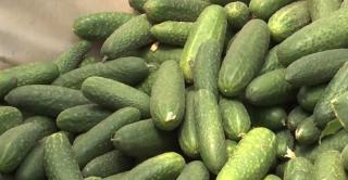 Legumicultorii îşi aruncă castraveţii la gunoi, prețul a coborât la 30 de bani/kg. În pieţe se vând cu 4 lei