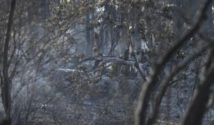 Grecia, afectată de incendii de vegetaţie. Vântul puternic a complicat misiunea salvatorilor