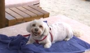 O plajă de pe litoralul românesc, raiul animalelor de companie. Blănoşii, răsfăţaţi cu puppuccino şi apă rece