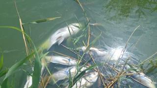 Dezastru ecologic pe litoral: Mii de pești morți în lacul Corbu și covor de alge pe plaje