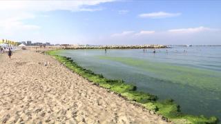 Algele au pus stăpânire pe litoral: turiștii spun că marea arată ca o 