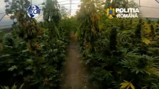 Laborator de droguri descoperit într-o gospodărie din Neamț. Solariul, transformat în plantație de canabis