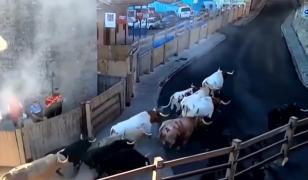 Opt oameni au fost răniți în cursele tradiționale cu tauri de la Festivalul San Fermin din Spania