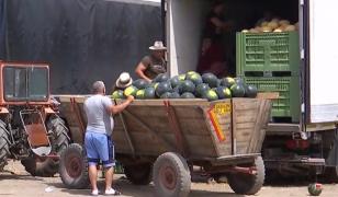 Locul în care producătorii îşi vând pepenii pe nimic. Fermierii sunt disperaţi