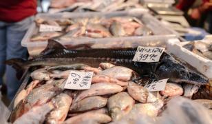 Experiment. Peștele din Dunăre se apropie ca preț de cel din import. Cât costă kilogramul