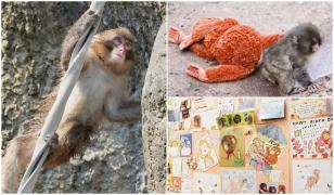 Un an de la imaginile care au făcut înconjurul lumii. Maimuţica Punch, sărbătorită de zeci de mii de fani