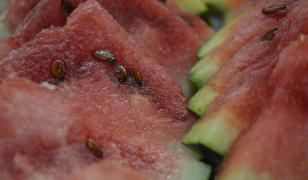 "Atunci când îl lovim, să vibreze miezul". Trucurile producătorilor pentru a alege cel mai bun pepene
