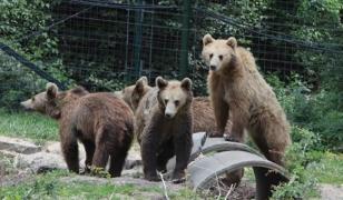 Rămași fără mamă, patru pui de urs de la Zărnești primesc o nouă șansă într-un parc natural din Franța