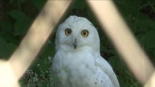 4 august, ziua internaţională a bufniţei. Grădina zoologică unde se află un exemplar rar întâlnit în România