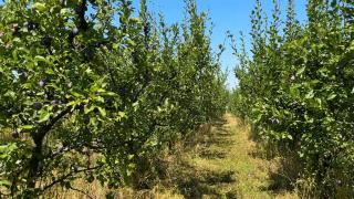 Fructul care are producţii record: România e pe locul 1 în Europa, dar magazinele preferă să importe