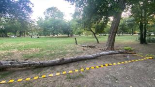 Copac prăbușit peste o tânără care stătea în hamac, în Parcul Cișmigiu. A fost rănită şi dusă la spital