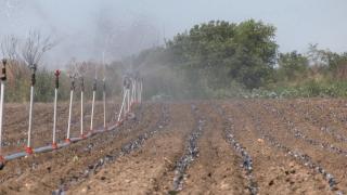 Recolte compromise din cauza nivelului scăzut al Dunării. Sistemele de irigaţii nu mai au apă