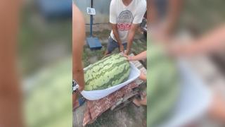 Satul de la granița României în care cresc pepeni cât porcii. Un fermier a cultivat un pepene de 84 kilograme