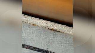Cum scapi de ploşniţele care au invadat Bucureştiul. Un român şi-a aruncat tot din casă