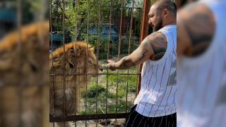 Lei, tigri și urși, salvați dintr-o menajerie ilegală din Dâmbovița. Nuţu Cămătaru avea animale aici
