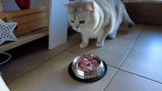 Hrană umedă, boabe sau mâncare gătită acasă? Marea dilemă a familiilor cu animale de companie