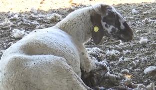 Mor oile în Brăila. Fermierii sunt disperaţi, zeci de animale au pierit în câteva zile din cauza unei boli