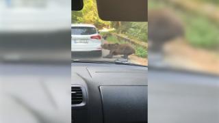 O ursoaică a smuls bara din spate a unei mașini, pe Transfăgărășan. Momentul, filmat