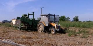 Leguma cu producţie record costă de 4 ori mai mult la supermarket decât la fermă. Recoltele tot nu ne ajung