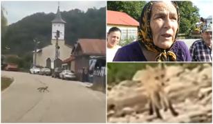 Un sat întreg, la mila vulpilor. Intră în curţi şi nu se mai tem de oameni: "Încontinuu m-am bătut cu ea"