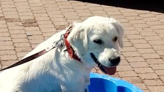 Festivalul unde câinii beau "cocktailuri" și sar direct în piscină: "Se numeşte Woofmopolitan"