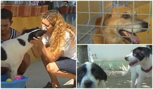 Adăpostul din Ilfov care a pus stop eutanasierii. 