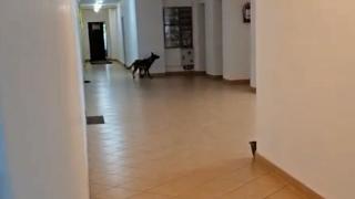 O femeie din Deva, la spital după ce a fost muşcată de un câine într-un bloc. Animalul nu e la primul atac