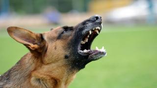 Braşovean, muşcat de un câine periculos în parc. A vrut să-şi apere propriul câine de atac