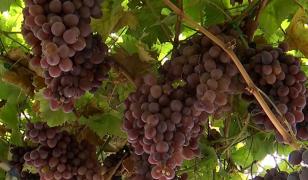 Căldura afectează alimentele pe care le punem pe masă. Producția scade, iar costurile fermierilor cresc