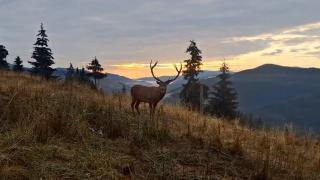 A început boncănitul cerbilor. Unde pot turiștii să audă ritualul fascinant de împerechere. VIDEO