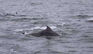Peste 250 de delfini, găsiţi morți pe plajele din Marea Neagră în această vară. Care ar fi cauzele