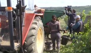 Judeţul care caută sute de zilieri, dar puţini vor să muncească. Se pot câştiga şi 400 de lei pe zi