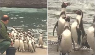 Zi de sărbătoare la Zoo Braşov. Pinguinii, focile şi leii de mare au avut parte de atenţie specială