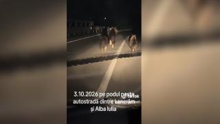 O ursoaică alături de pui, surprinşi pe podul de peste autostrada A10, lângă Sebeş. Fugeau din calea maşinilor