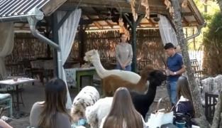 Cafeneaua unde bei cafea printre alpaca. Biletul costă 10 euro
