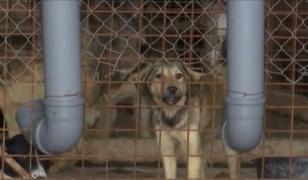 Peste 70 de ONG-uri din toată ţara ies astăzi în stradă pentru drepturile animalelor, la Bucureşti