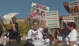Ziua Mondială a Animalelor, marcată prin proteste în Bucureşti. Ce le cer ONG-urile autorităţilor