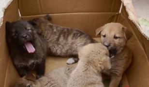 Cât trebuie să pui deoparte după ce adopți un animal. Cheltuielile lunare pot ajunge la 700 de lei