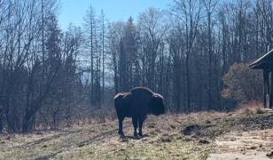Zimbru, găsit decapitat în Bistrița-Năsăud. Animalul protejat de lege ar fi căzut prada braconierilor